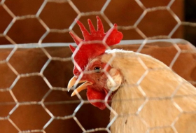 Not a joke: Scientists study how chickens made historic crossings 