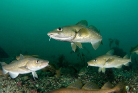 Cod may have regional accents, scientists say 