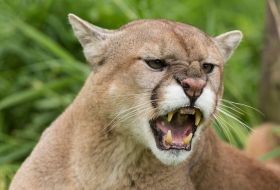 Man punches cougar in the face to stop it attacking his dog outside fast food restaurant