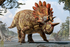 New species of dinosaur discovered in Canada