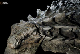 A new dinosaur fossil found in Alberta is so well-preserved it looks like a statue