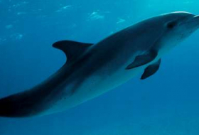 Dolphins might actually use snot to make those cute chirps and clicks