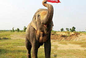 `World’s unluckiest elephant` finally free after 50 years in chains