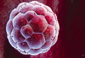 Embryo study shows `life`s first steps`