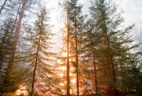 Forest fire emergency declared in Russian far East