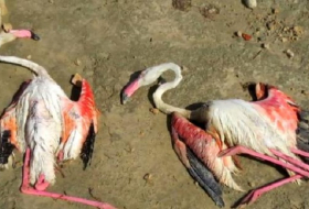 Hundreds of flamingos killed in violent hailstone storm in Spain