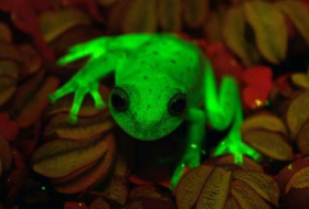 First fluorescent frog found in Argentina