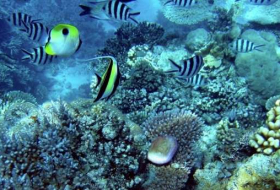 Coral bleaching on Great Barrier Reef worse than expected, surveys show