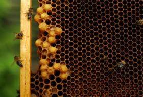 There could be pesticides in your honey