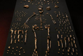 New human-like species discovered in S Africa