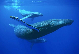 Watch whales swim under the northern lights - VIDEO