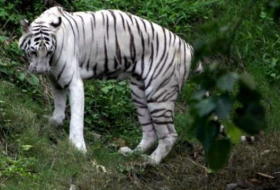 India national park: White tigers kill keeper