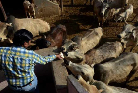 Indian mob beats two Muslims to death over suspected cow theft