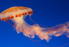 What do Jellyfish teach us about climate change?