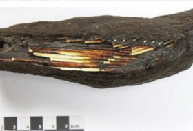 Kestrel Mummy Hints at Raptor Breeding in Ancient Egypt