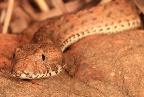 New species of deadly `sit-and-wait` snake discovered in Australia