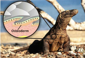 Giant Killer Lizards Walked Together With Aborigines During The Ice Age