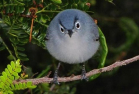 Angry bird in real life!- PHOTOS 