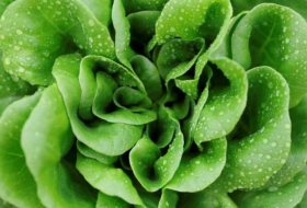 Eating salad and leafy greens everyday 'could prevent dementia'