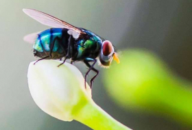 Don't ever let houseflies sit on your food, new study confirms