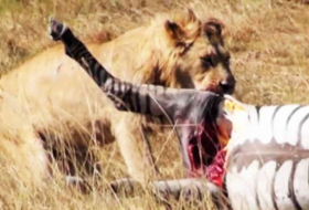 Video reveals lion`s brutal attack on zebra
