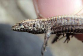 This Peace Corps volunteer helped discover a lizard unknown to science