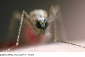Scientists find key to malaria growth