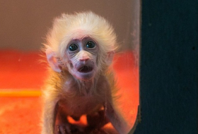 Mini macaque will make you melt - PHOTOS