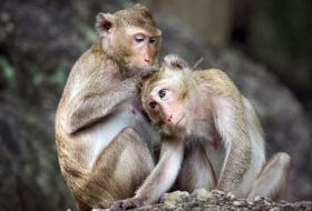 Monkey brain network dedicated to social interactions