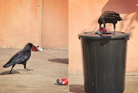 Crow throwing away garbage - VIDEO