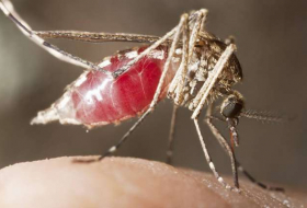  Taiwan dengue fever cases top 20,000