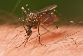 Health experts believe mosquitoes prefer certain types of people