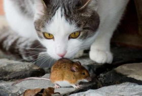 How the mouse came to live alongside humans