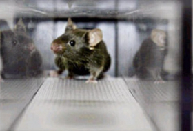 Exercise slows growth of cancer in marathon mice