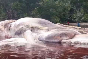 A massive, unidentified creature has washed up on an island in Indonesia - VIDEO