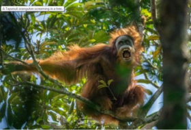 New orangutan species discovered in Indonesia
