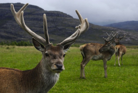 New Zealand study nears breakthrough in deer velvet health research