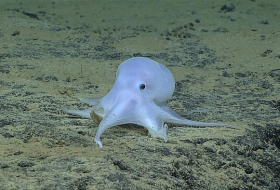 `Casper` the ghost octopus surprises scientists - VIDEO