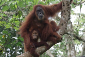 Bornean orangutan declared ‘critically endangered’ as forests shrink 