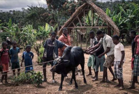 ‘Black Death’ outbreak strikes Madagascar, killing 30 and triggering panic