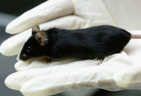 3-D printed ovaries are helping mice to get pregnant