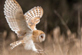 Owls hold secret to ageless ears