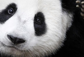 Mystery solved: why pandas are black and white