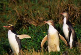 Iconic penguin species could go extinct