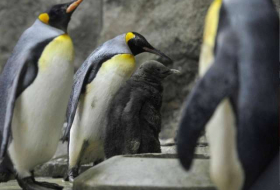Canadian zoo moves penguins indoors because of cold temperatures