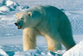 'King' polar bear skull found in northern Alaska may solve mystery