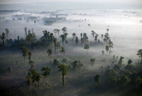 How Valentine`s Day  is contributing to the rainforest`s decline