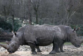 White rhino shot dead in French zoo, horn sawn off