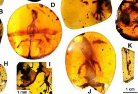 Guess What? Burmese amber reveals 100 mln year old tropical lizard fossils