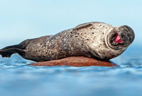 Happiest seal in the world!